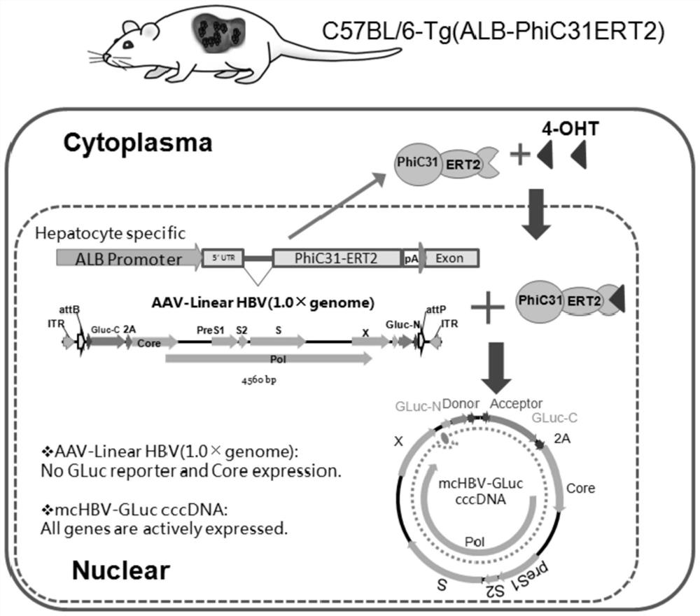 Construction method for hepatitis B virus (HBV) non-human animal model and application of HBV non-human animal model