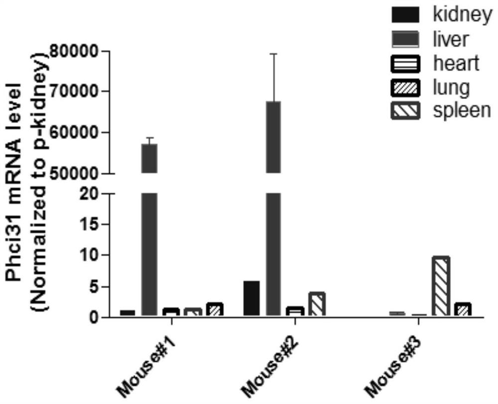 Construction method for hepatitis B virus (HBV) non-human animal model and application of HBV non-human animal model