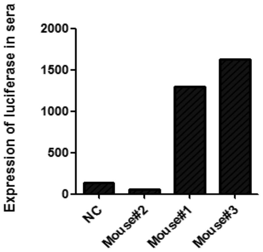 Construction method for hepatitis B virus (HBV) non-human animal model and application of HBV non-human animal model