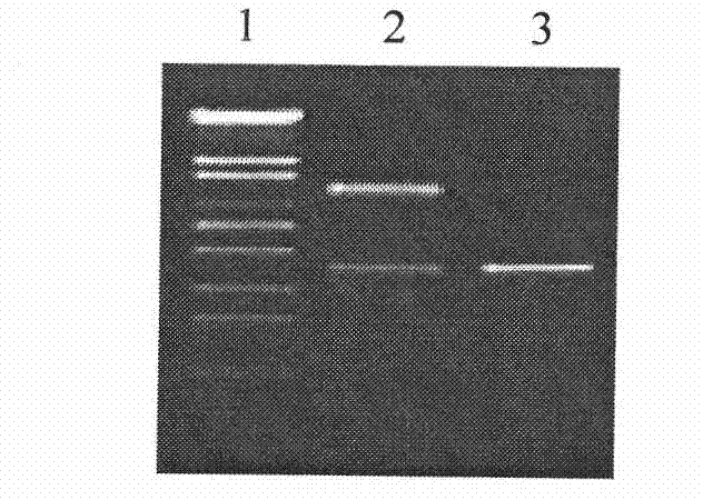 Recombined Bt genes mvip3Aa11, mcry2Ab4, assortment of genes and application thereof