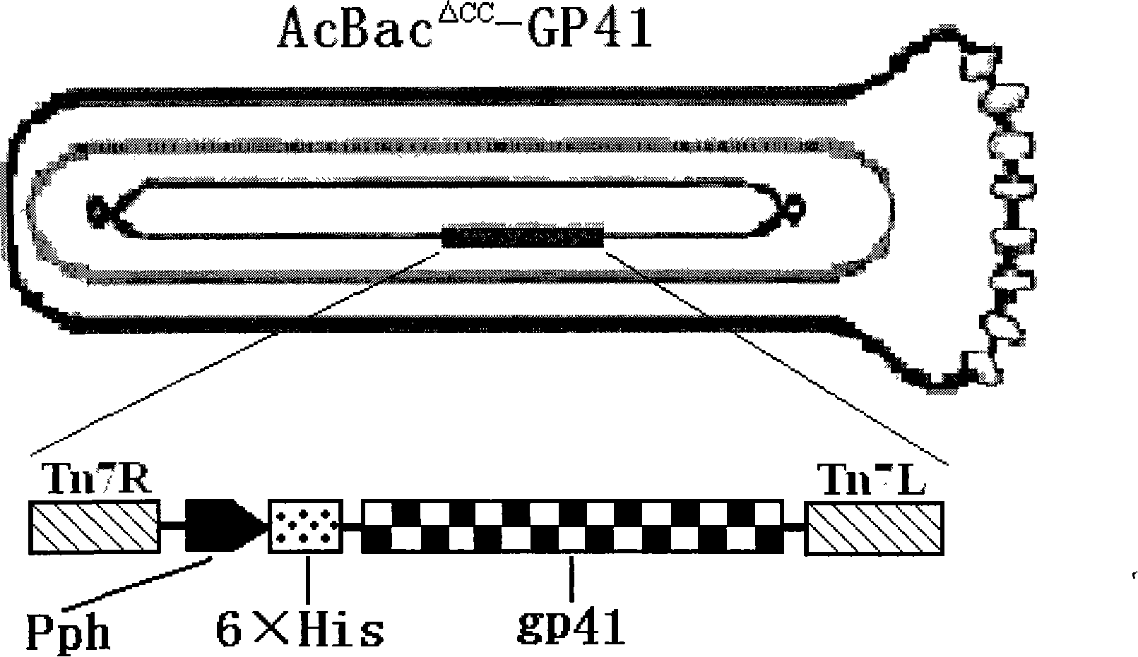 Recombined rhabdovirus AcBac delt CC-GP41 and constructing method thereof