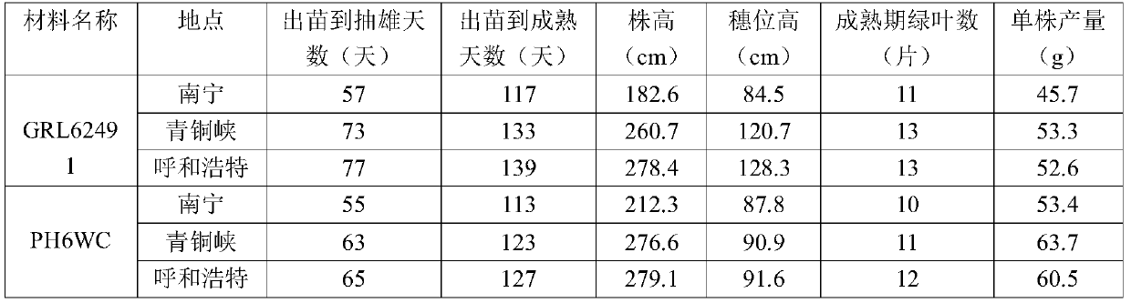 Breeding method of silage corn male parent