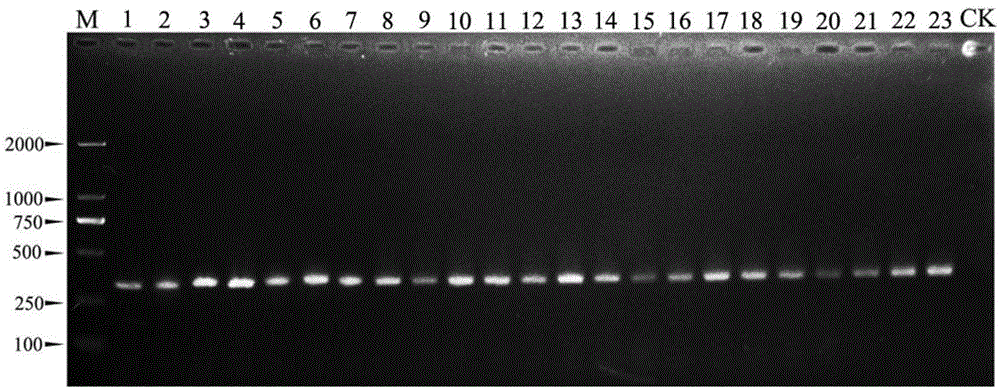 Polymerase chain reaction (PCR) detection method of specificity of botrytis cinerea