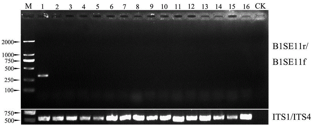 Polymerase chain reaction (PCR) detection method of specificity of botrytis cinerea