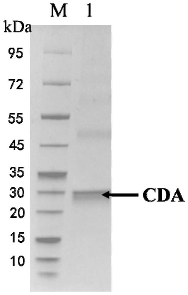 A kind of chitin deacetylase and its application