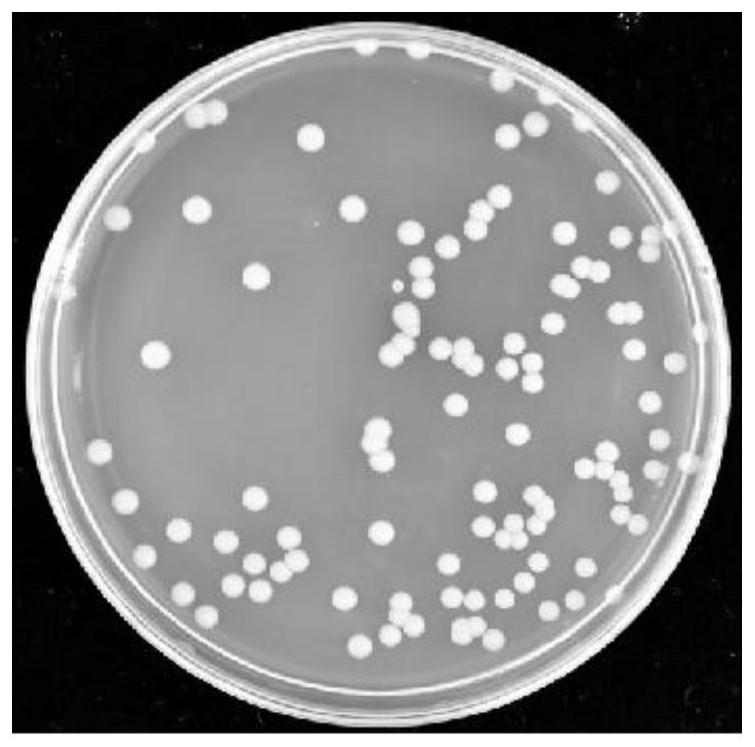 A Salt-resistant Potassium Promoting Microbacterium Oxygenans 41c8, Bacterial Agent and Its Application