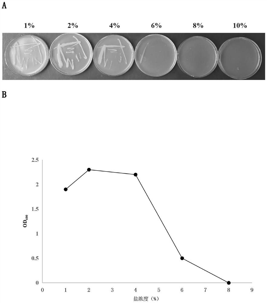 A Salt-resistant Potassium Promoting Microbacterium Oxygenans 41c8, Bacterial Agent and Its Application