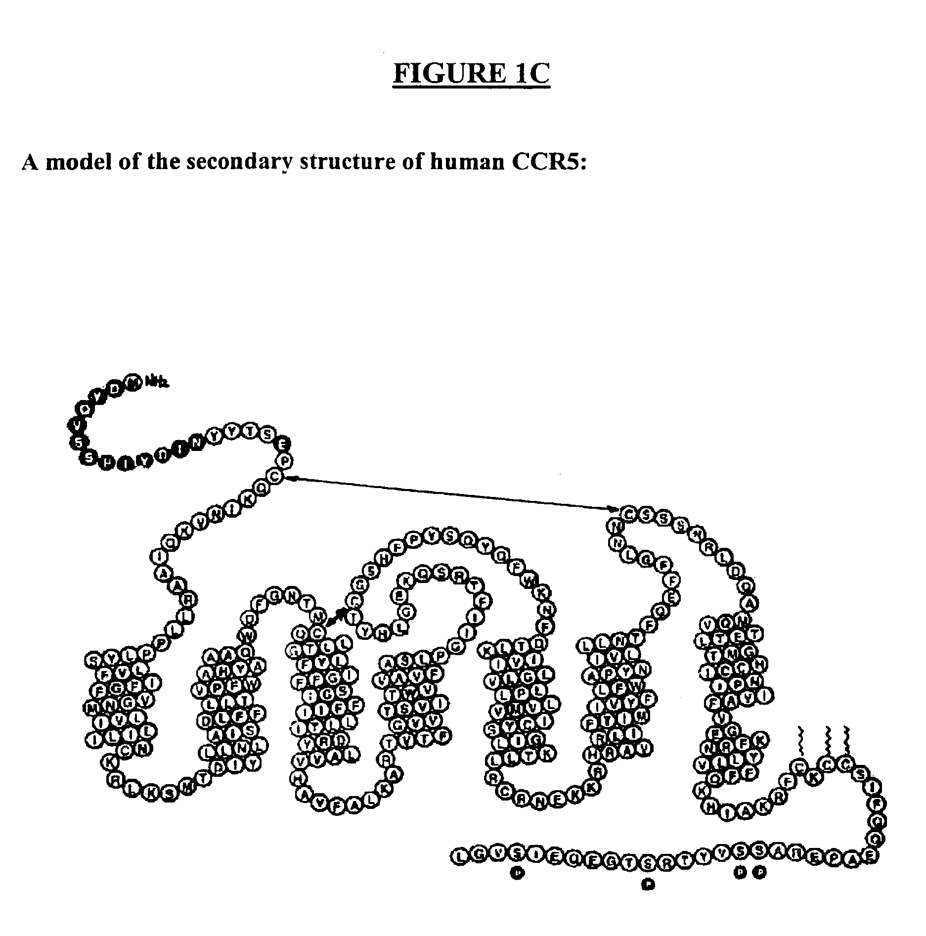 Human monoclonal antibodies against human CXCR4