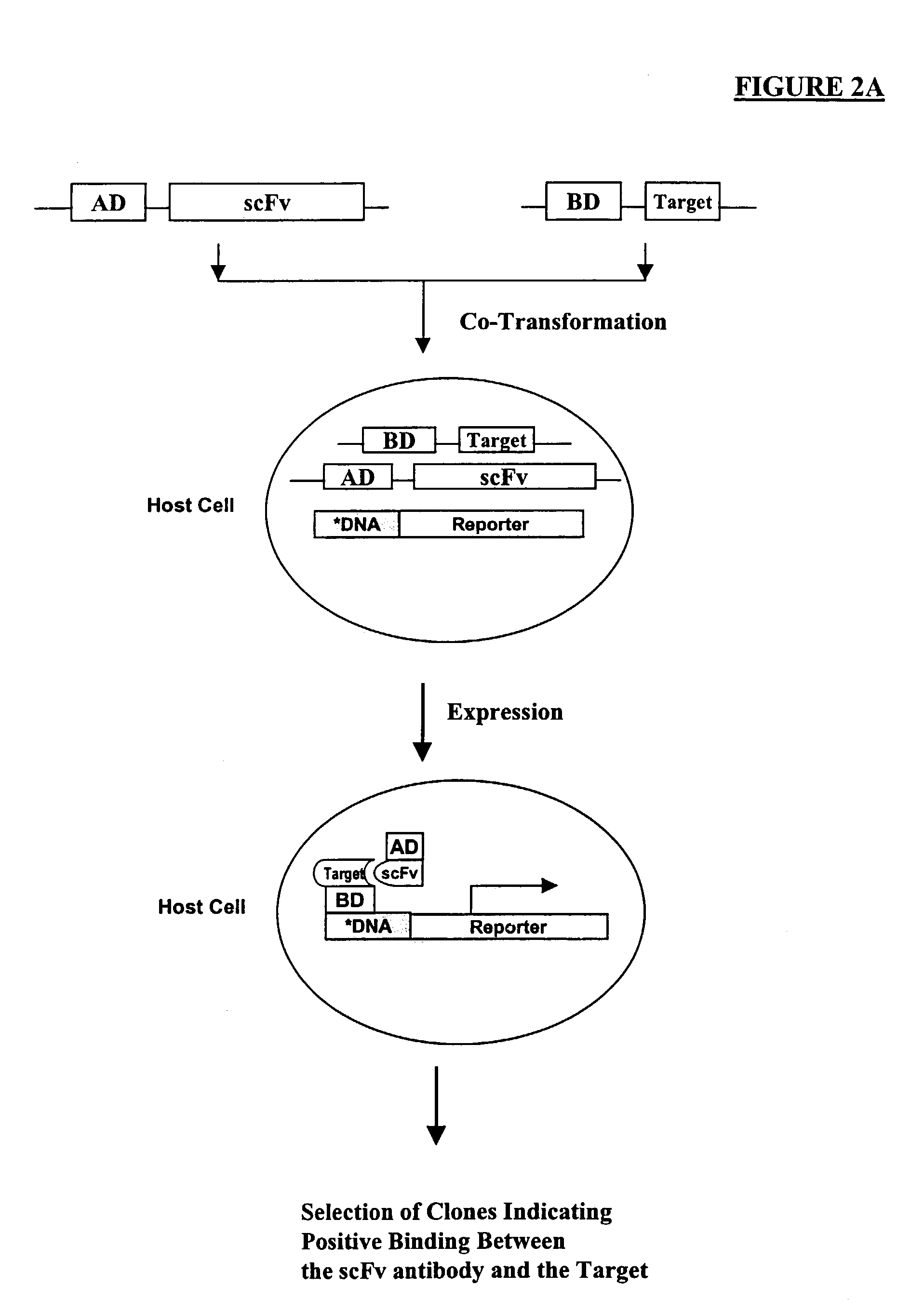 Human monoclonal antibodies against human CXCR4