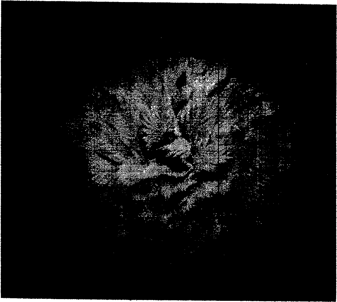 Reproductive isolation control method for cycadopsida