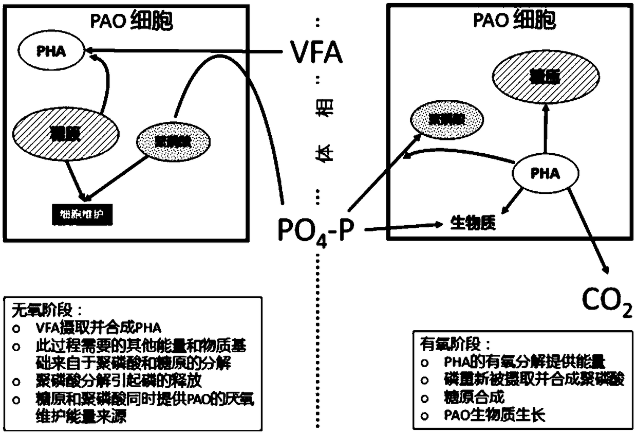 Method for optimizing phosphate-accumulating organism enrichment in sewage strengthened biological phosphorus removal course and method for improving properties of sewage strengthened biological phosphorus removal course