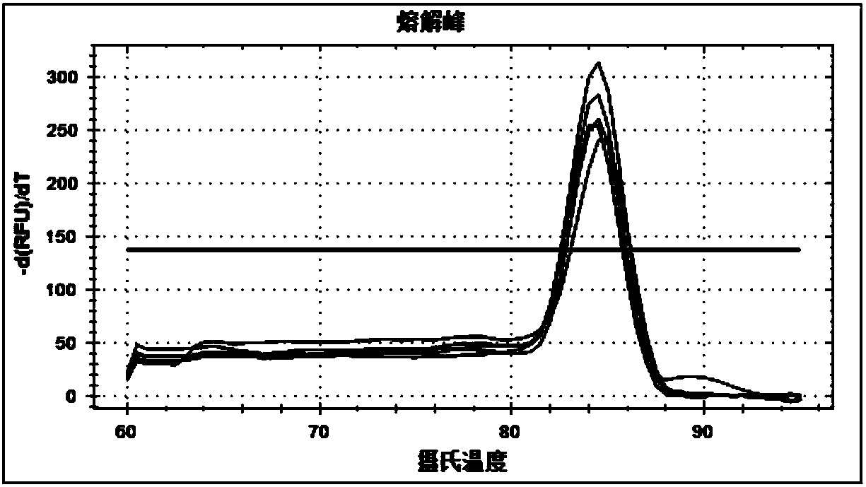 Method for detecting transcription level of Macaca mulatta gene SLC22A11/OAT4 through RT-qPCR