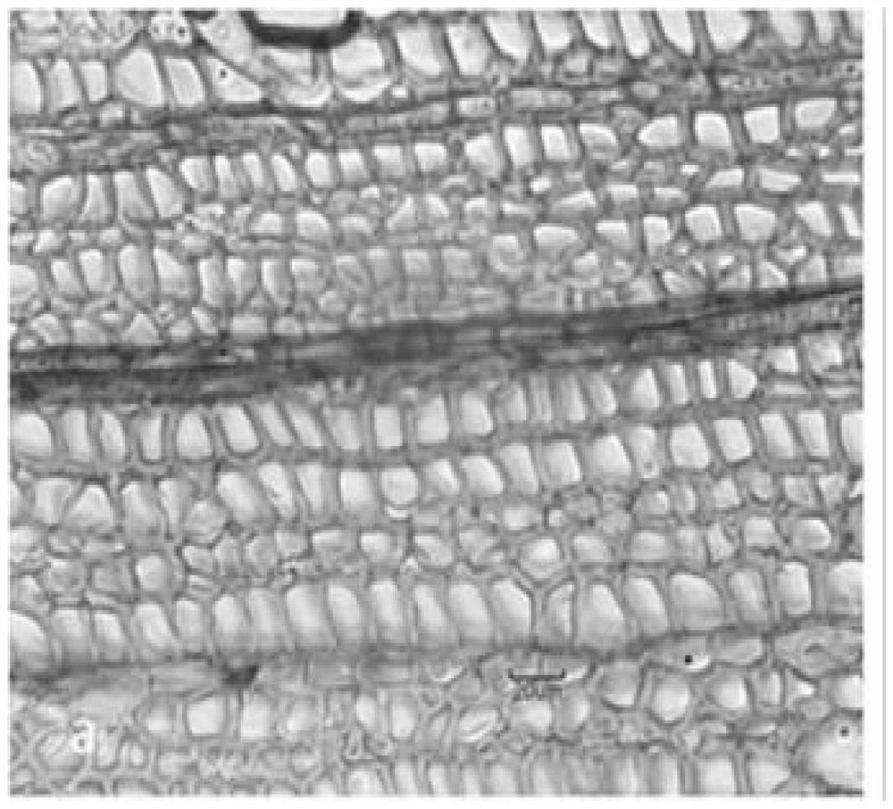 A kind of staining method of the microscopic section of the glue layer of Yingla wood