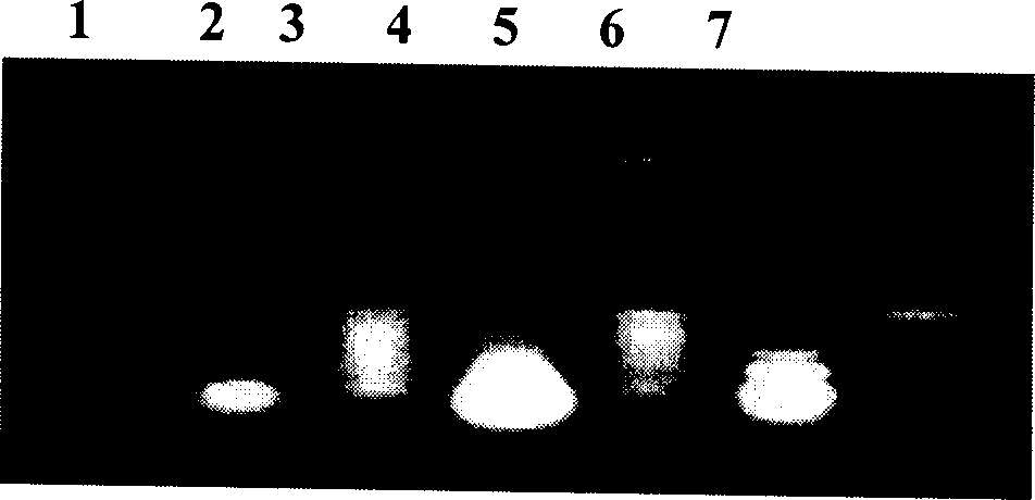 Nucleic acid molecular hybridization detection method for silkworm nosema disease