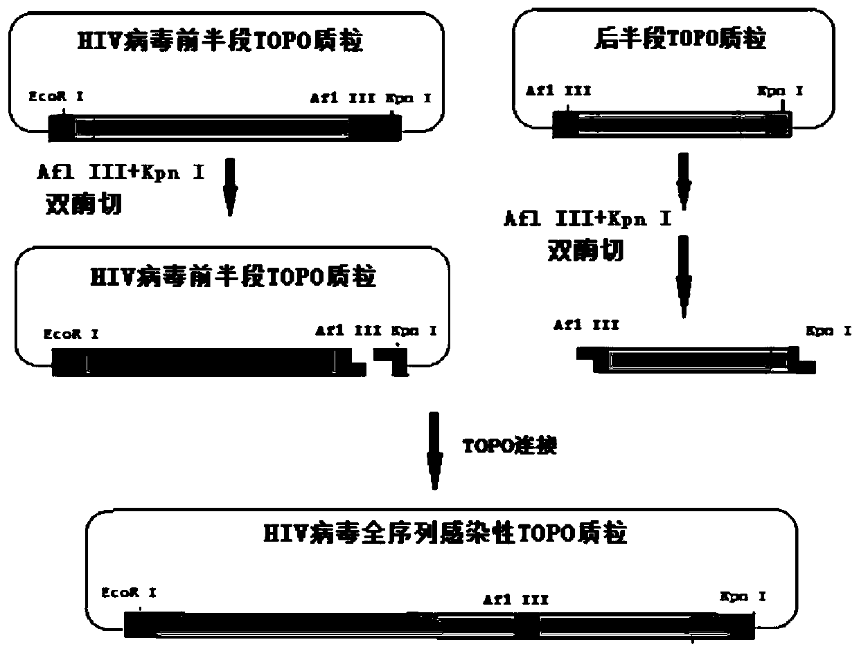 Recombinant HIV (human immunodeficiency virus) defective virus and preparation method thereof