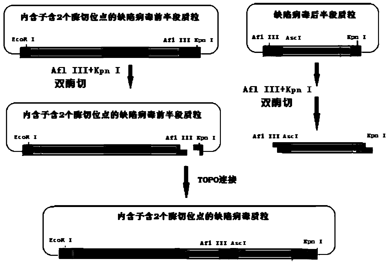 Recombinant HIV (human immunodeficiency virus) defective virus and preparation method thereof