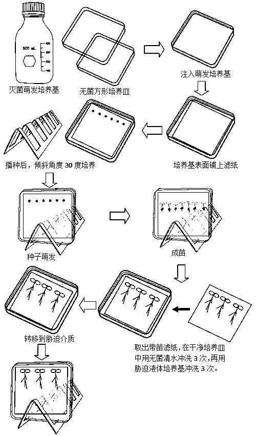 Sterile filter paper cultivation method for studying interaction between plant roots and environment