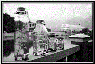 Ecological bottle with aquarium fishes