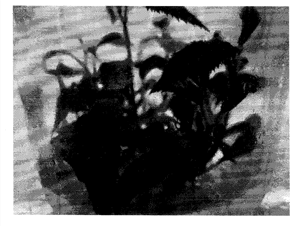 Culture medium for subculture multiplication of tissue cultured seedlings of red-flesh kiwifruits