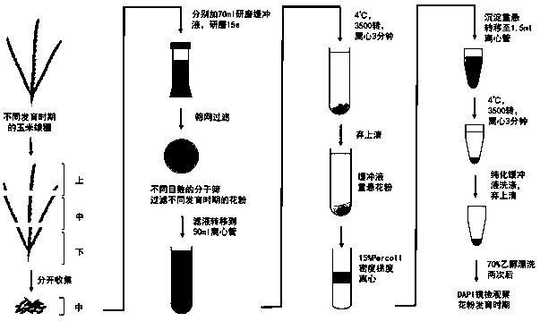 Mononuclear, binuclear and mature maize pollen separation method and construction and application of pollen development stage judgment model