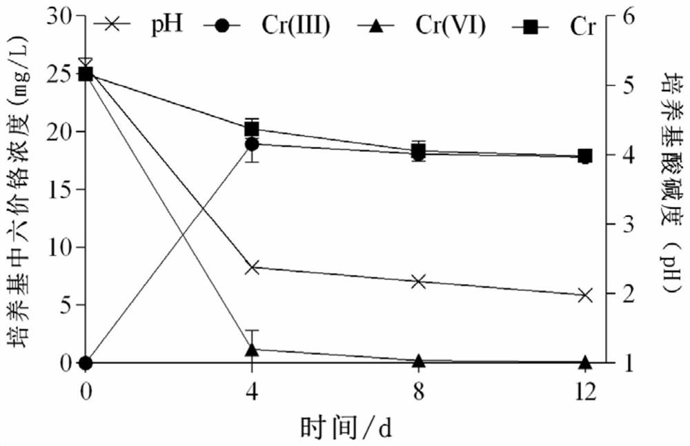 A kind of ectomycorrhizal fungus with cr(vi) tolerance and reducing ability and its application