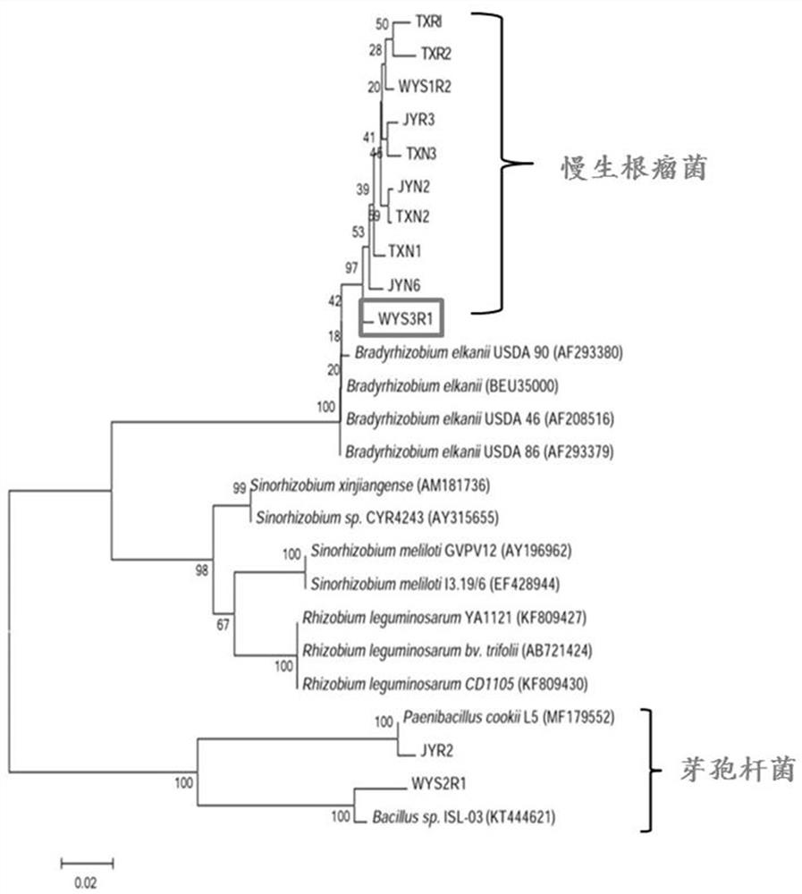 A Rhizobium wys3r1 Strain of Cassia and Its Application