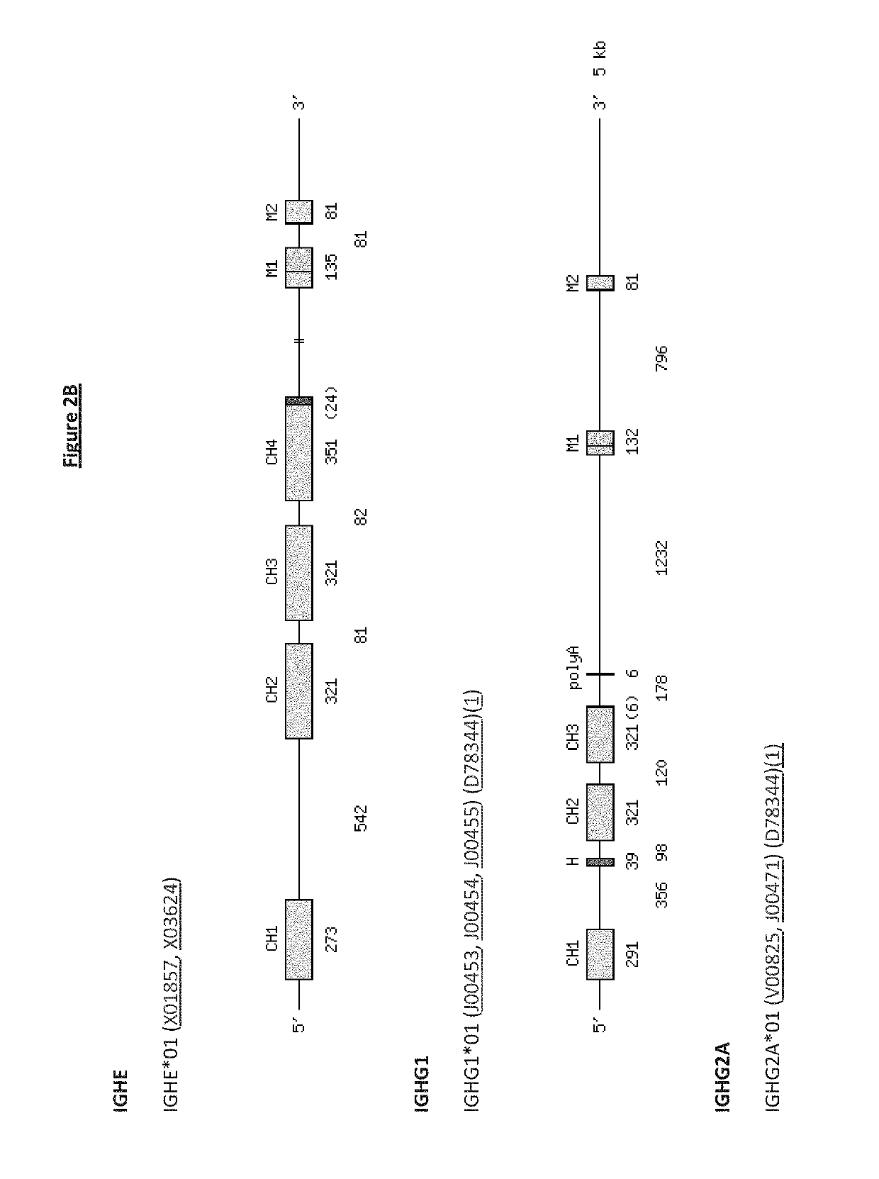 Transgenic non-human vertebrate for the expression of class-switched, fully human, antibodies