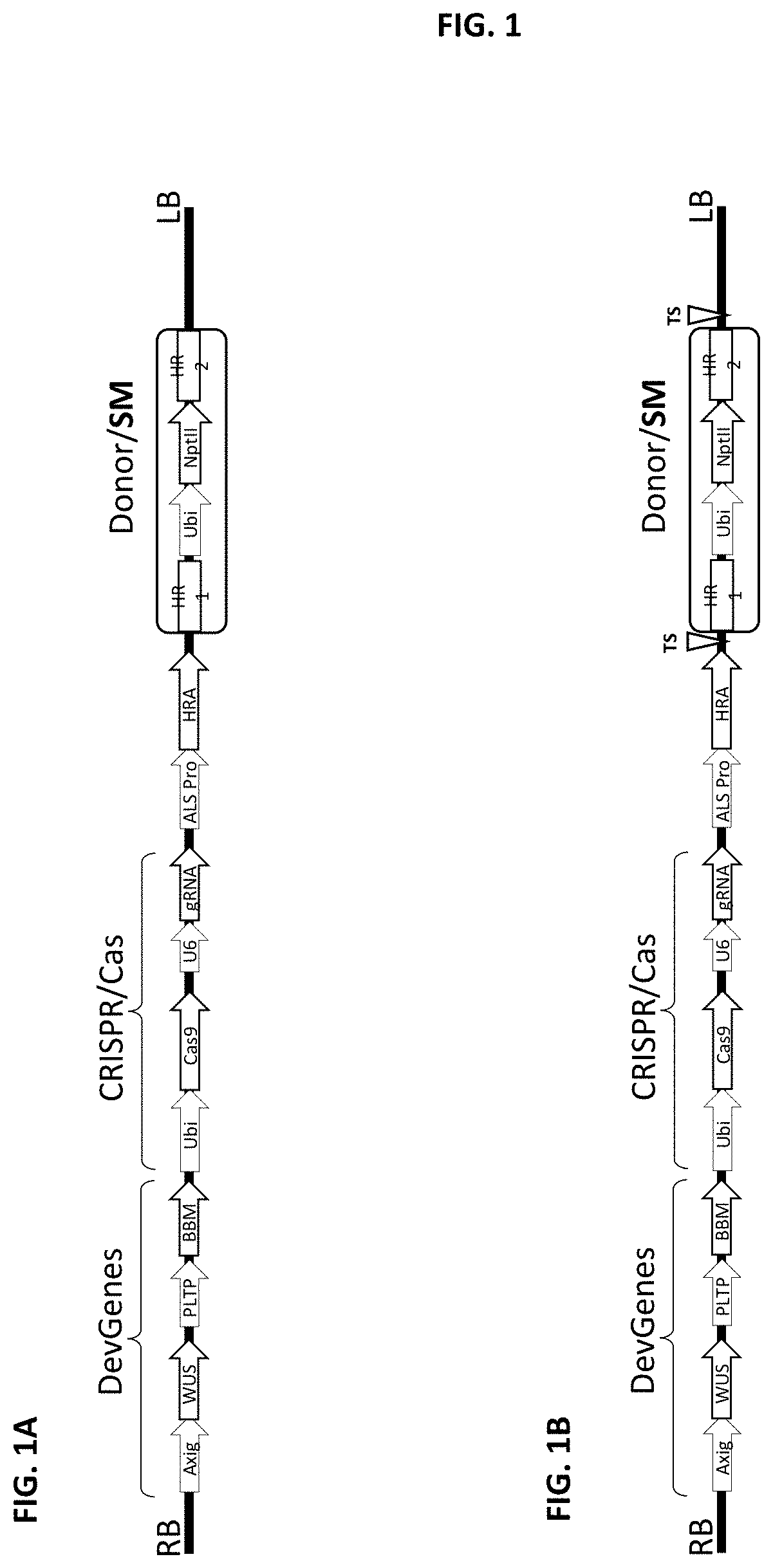 Methods and compositions for homology directed repair of double strand breaks in plant cell genomes