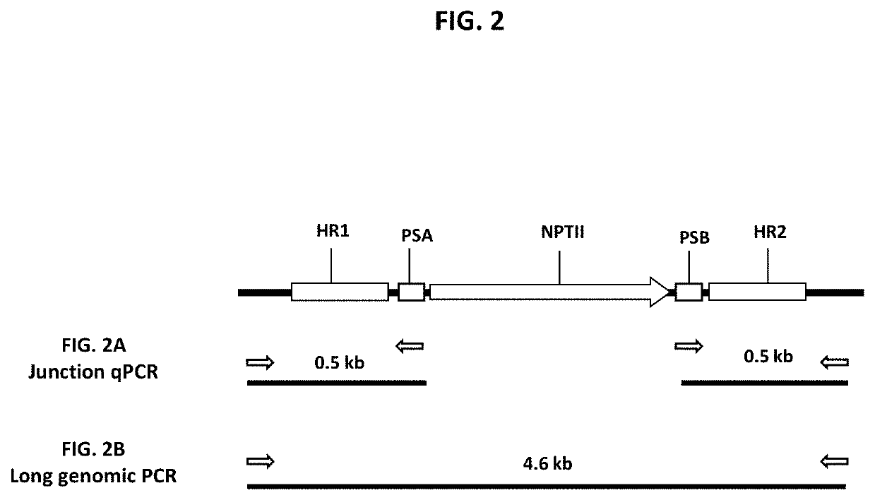 Methods and compositions for homology directed repair of double strand breaks in plant cell genomes