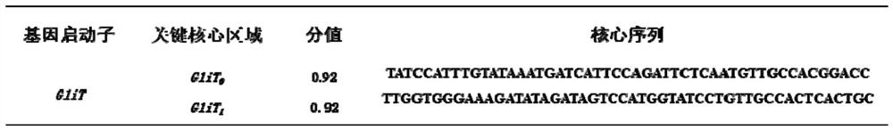 Deep sea fungus FS140 oxidoreductase gene GliT promoter and application thereof