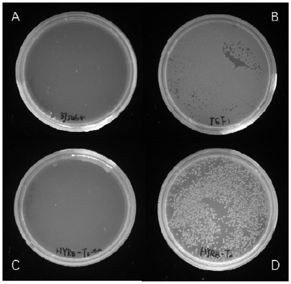 Deep sea fungus FS140 oxidoreductase gene GliT promoter and application thereof