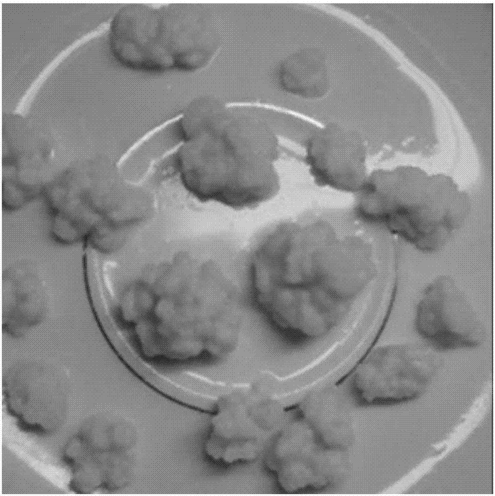 Chinese wolfberry fruit compound enzymes and preparation method thereof