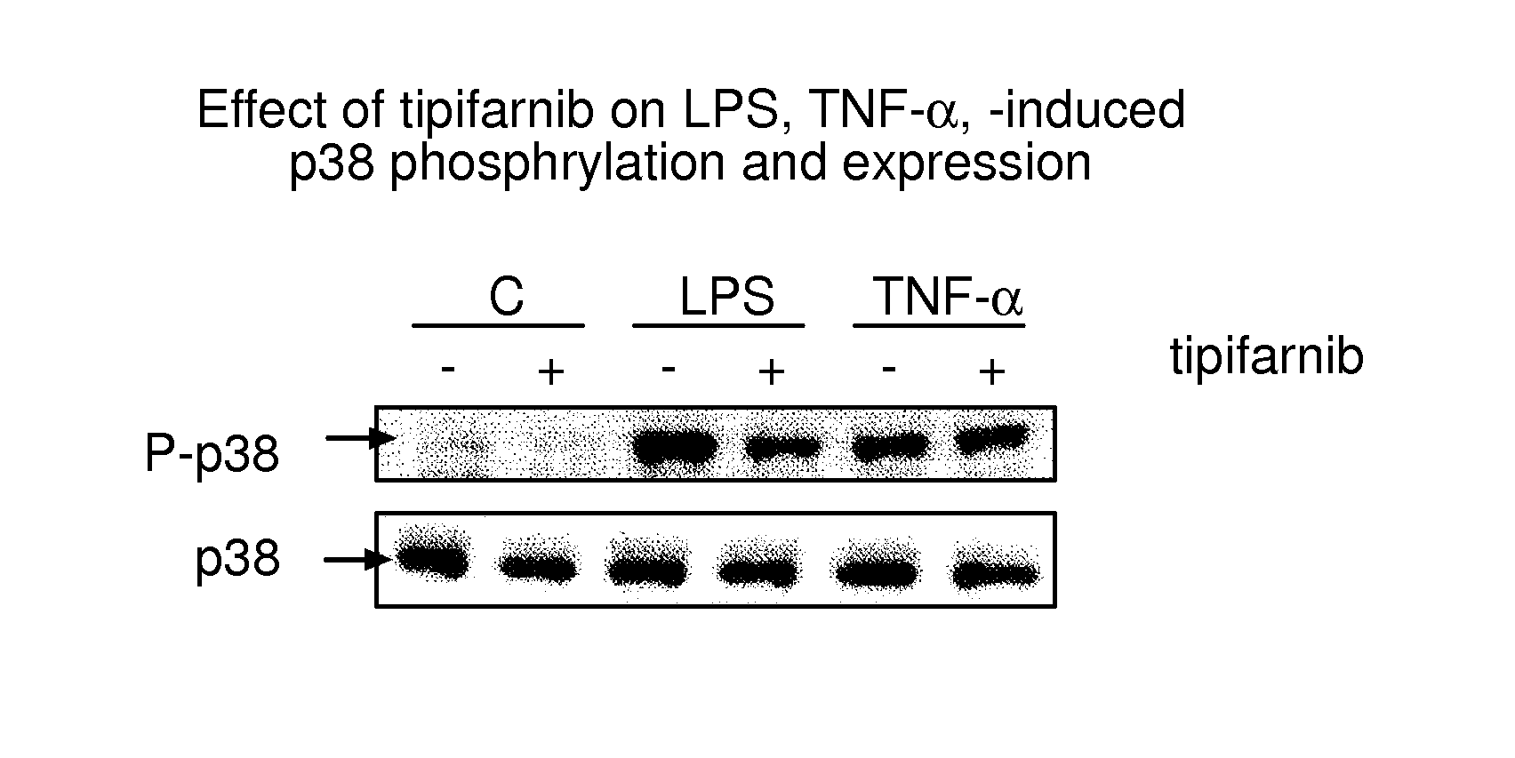 Therapeutic use of farnesyltransferase inhibitors and methods of monitoring the efficacy thereof