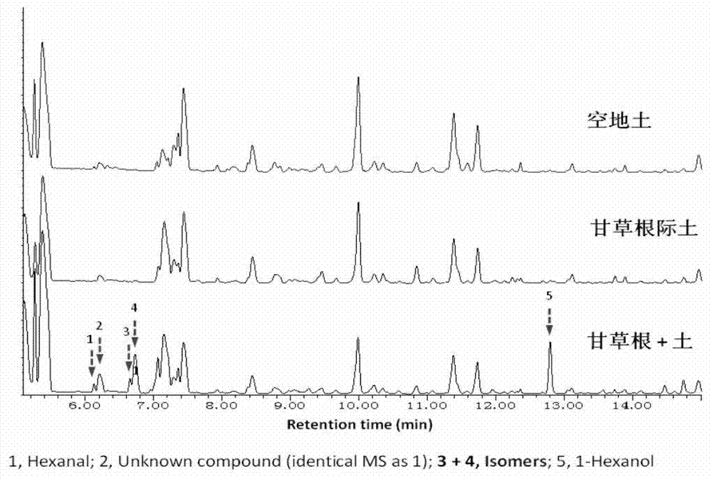 Porphyrophora ningxia chemical attractant