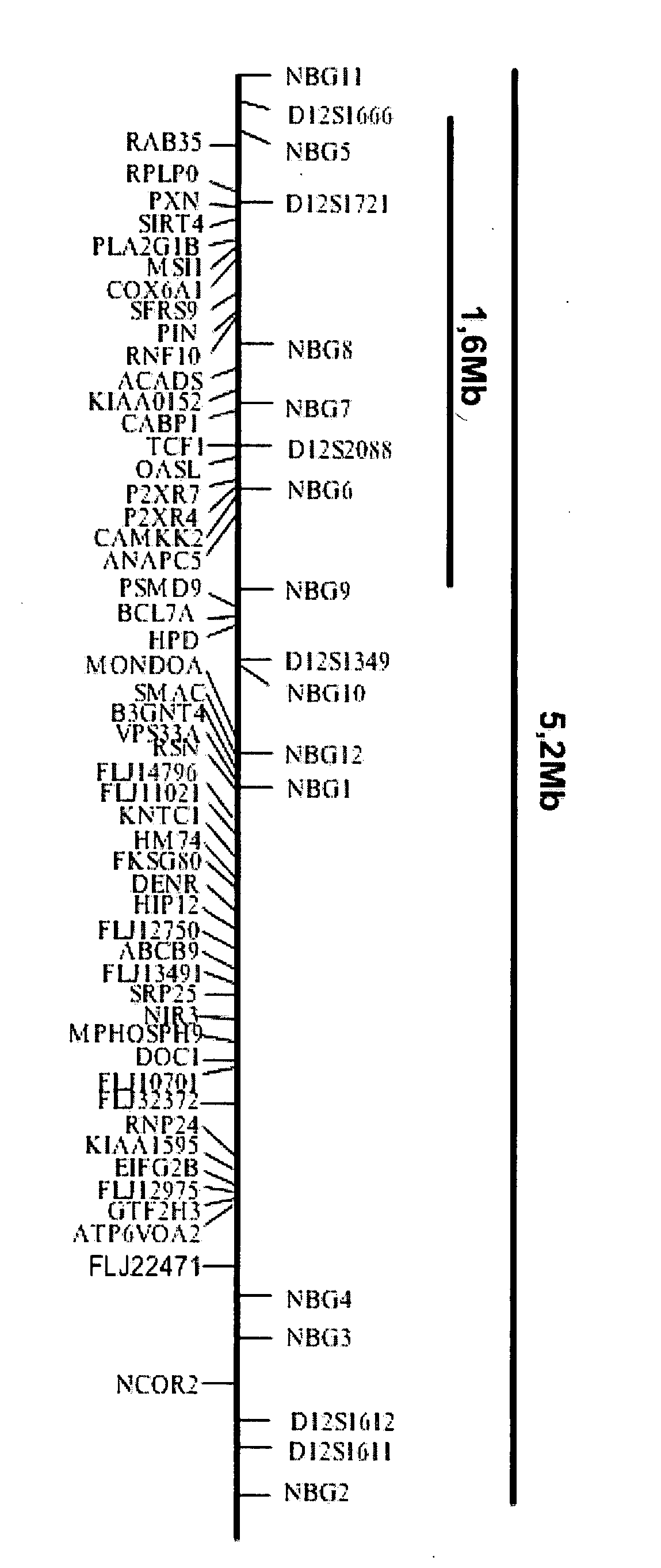 Means and methods for diagnosing and treating affective disorders