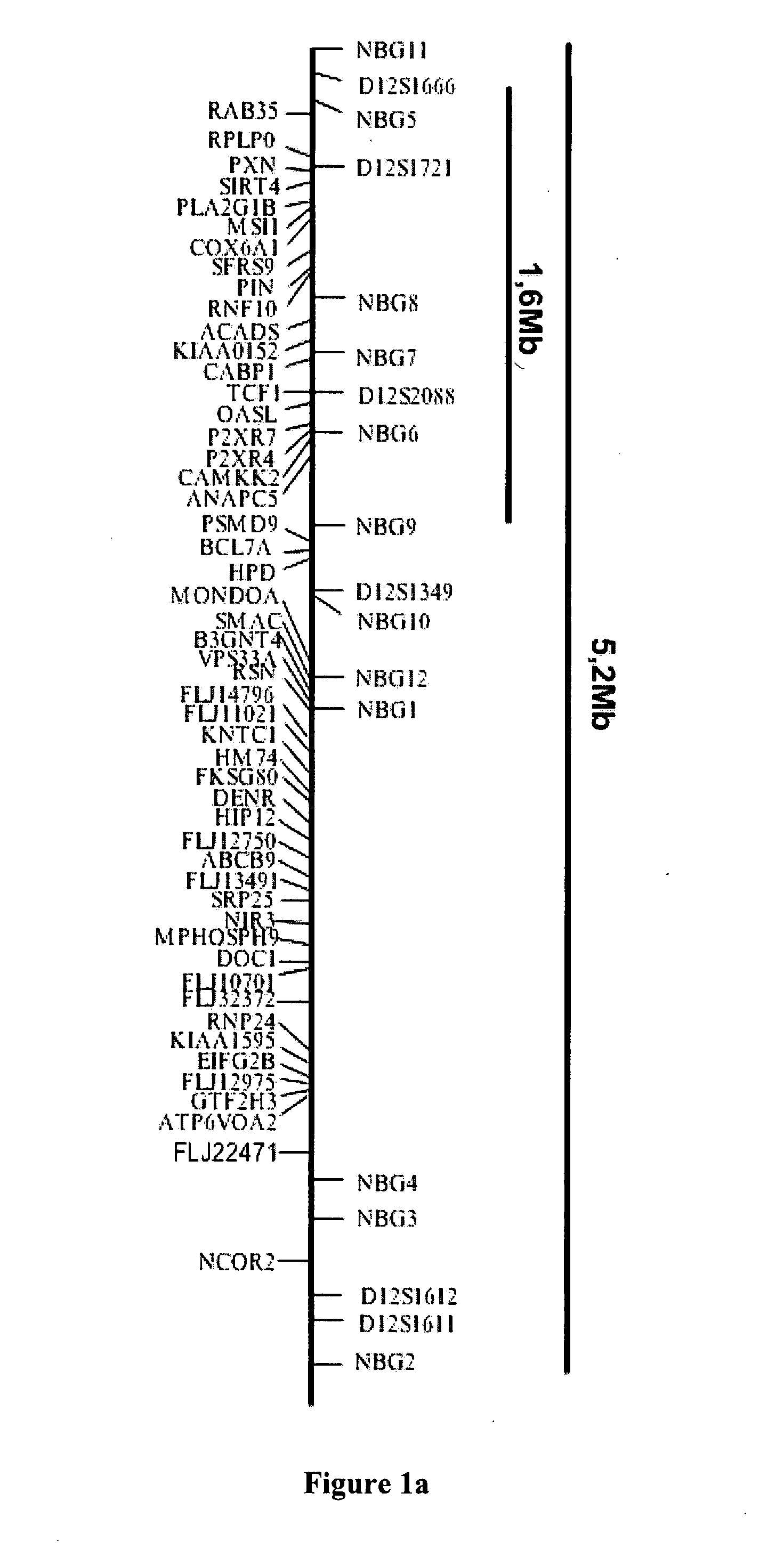 Means and methods for diagnosing and treating affective disorders