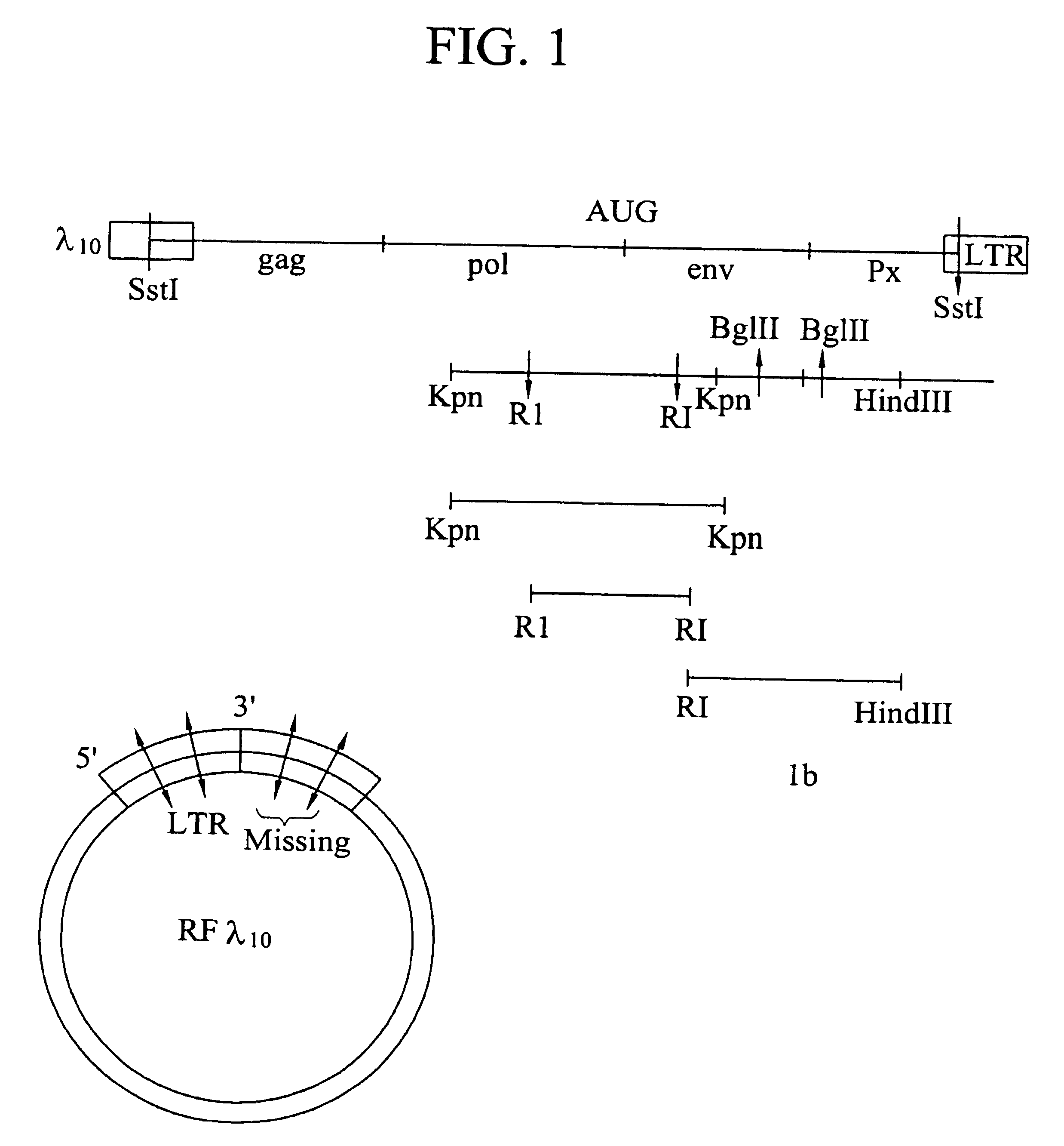 Cloning and expression of HTLV-III DNA