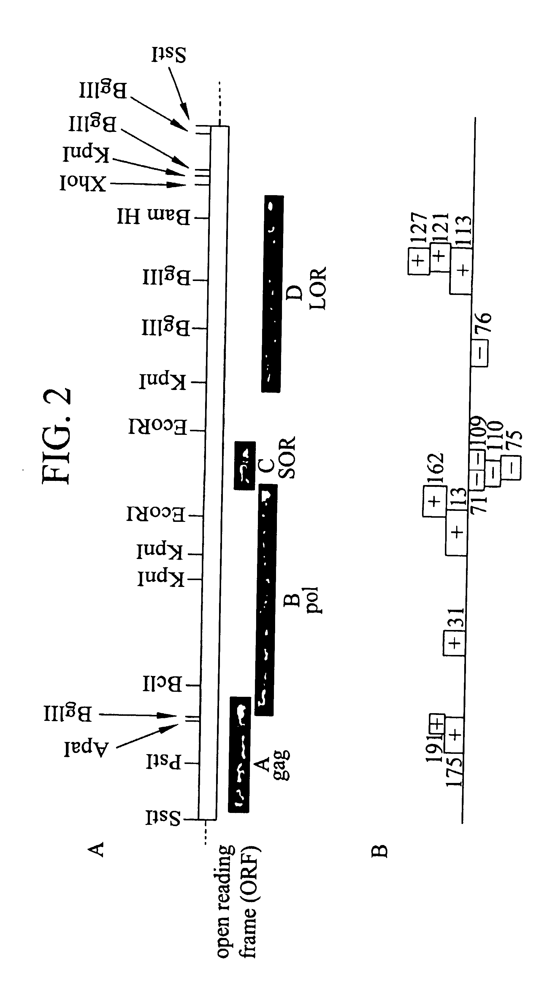 Cloning and expression of HTLV-III DNA