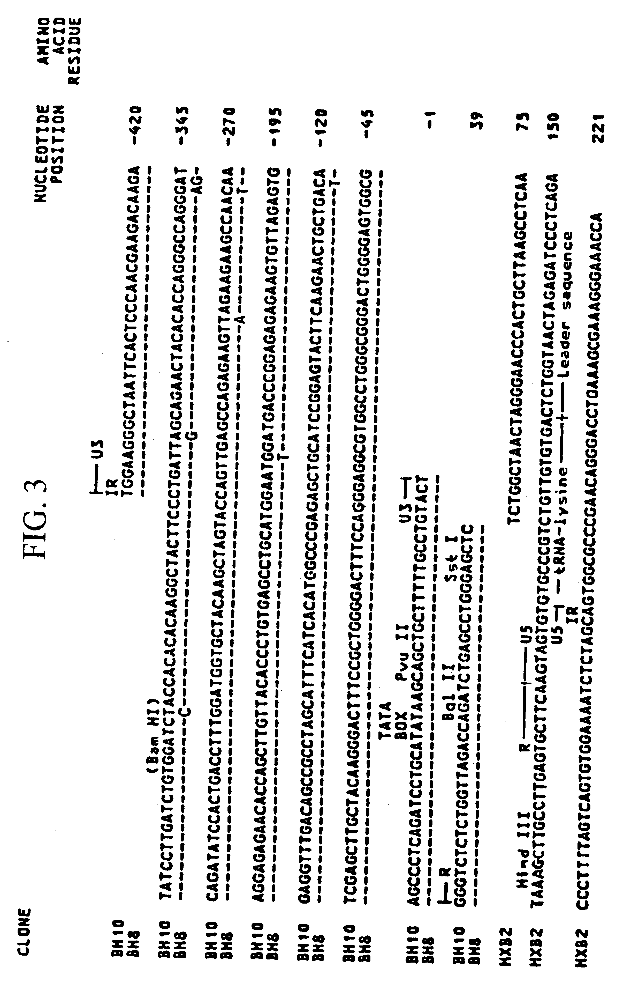 Cloning and expression of HTLV-III DNA