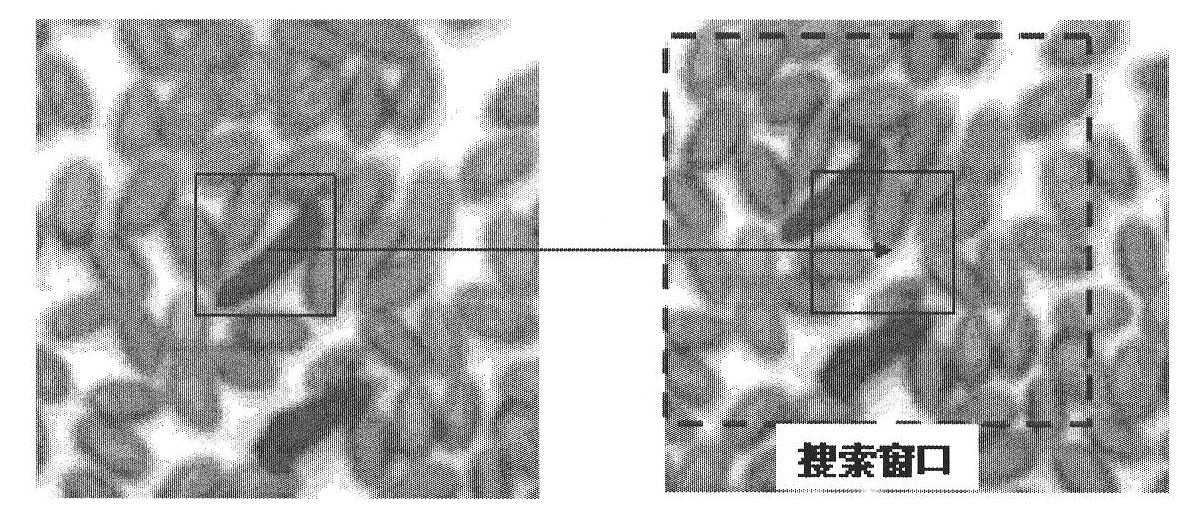 Grain storage pest detection and identification method based on video analytics and system thereof