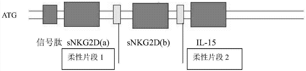 Nanometer gene vaccine as well as preparation method and application thereof