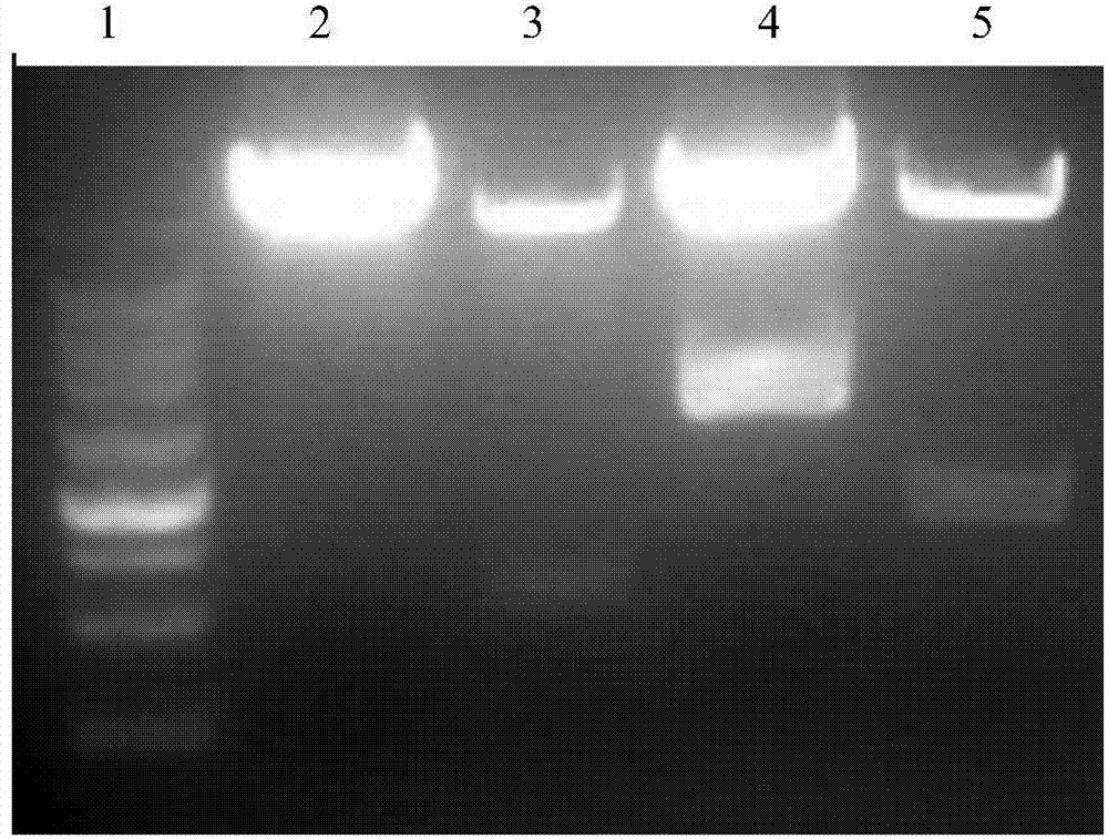 Nanometer gene vaccine as well as preparation method and application thereof