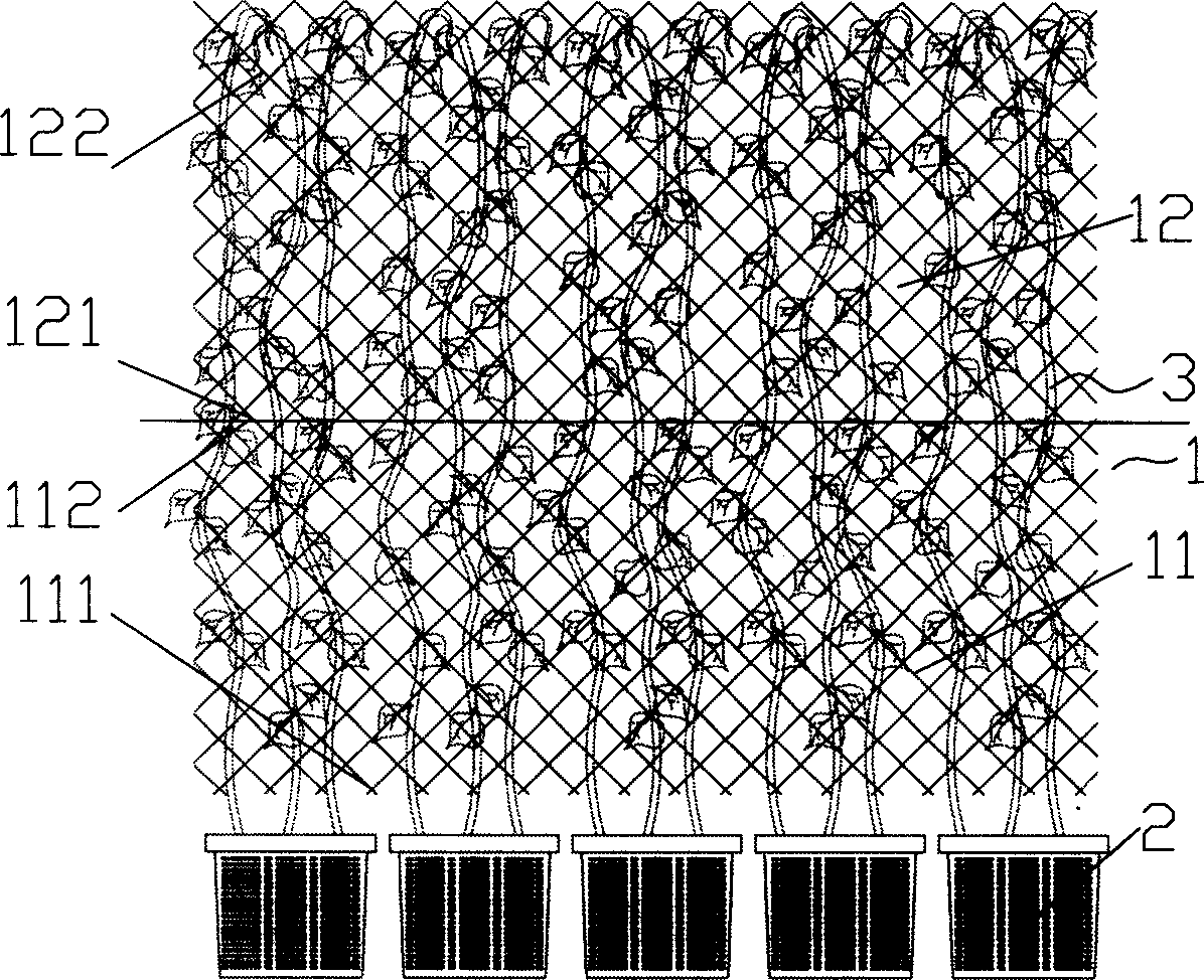 Vine plant veneer member and its production method and using method