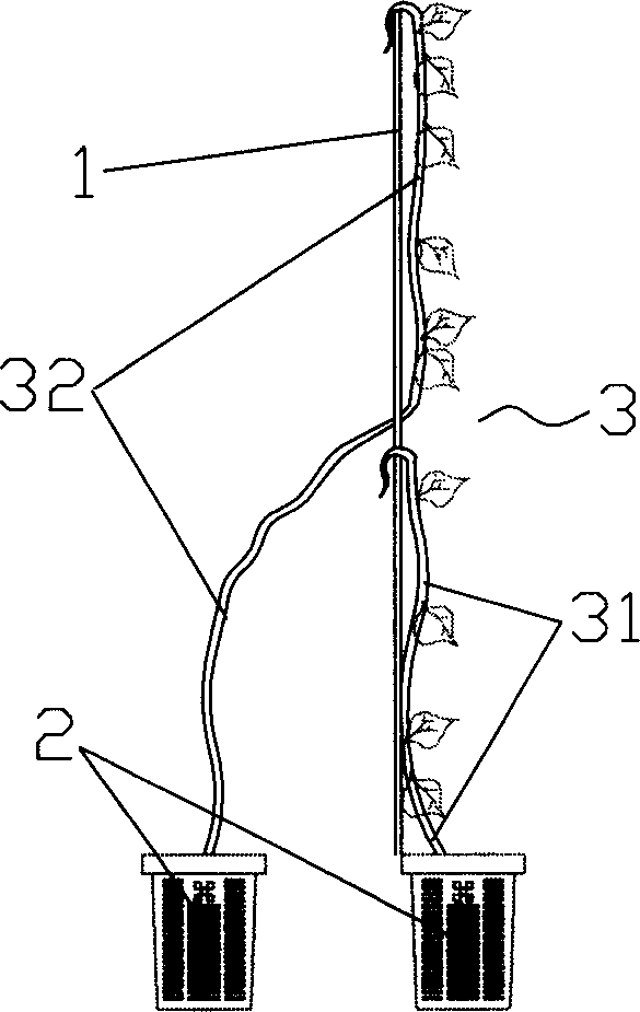 Vine plant veneer member and its production method and using method