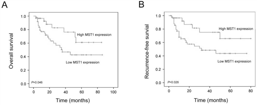 Application of MST1 as drug target in preparation of drug for treating colorectal cancer