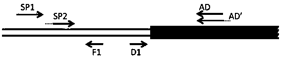 A Method of Obtaining Unknown Sequences Flanking Known Sequences