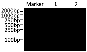 A Method of Obtaining Unknown Sequences Flanking Known Sequences