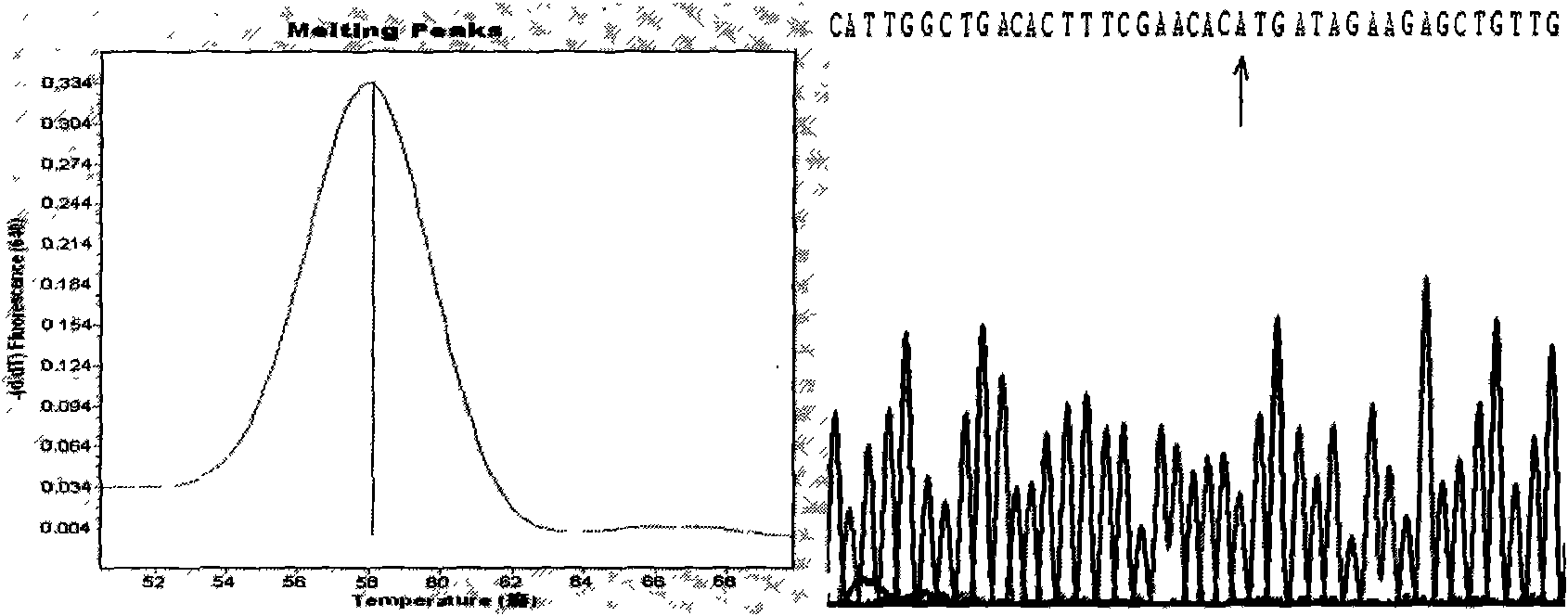 Kit for detecting human BDNFmet gene variation