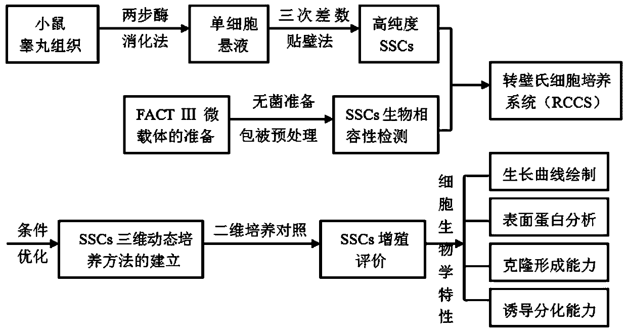 A three-dimensional dynamic culture method for in vitro expansion of spermatogonial stem cells using fact Ⅲ microcarriers