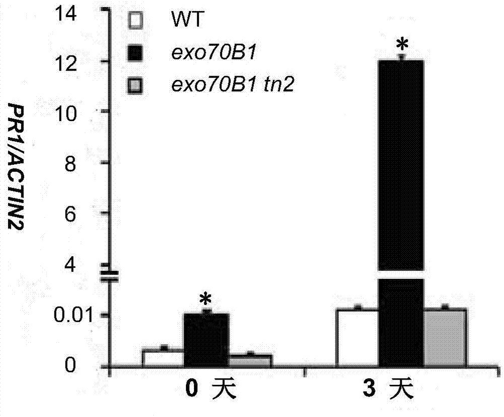 Cloning and application of R gene TN2 for regulating and controlling powdery mildew resistance of plants